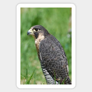 The Peregrine Falcon Sticker